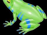 Flashlight Frog