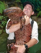 Jgs.jpeg (78 KB) A Japanese giant salamander