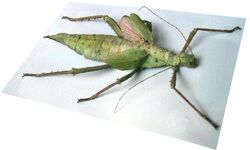 Jungle nymph