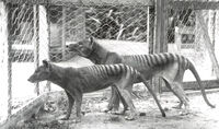 Thylacines in captivity
