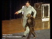 In captivity from 1957-2012. Naturally walked upright with a bone structure making it thus. From Southern Africa.  Likely an Otang.