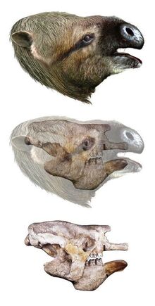 Sloth