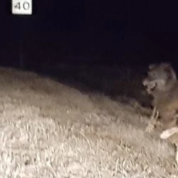 Bray Road Wisconsin Map The Beast Of Bray Road | Cryptid Wiki | Fandom