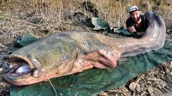 Huge Catfish