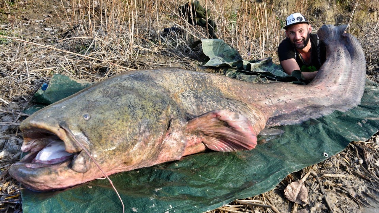 mekong giant catfish habitat