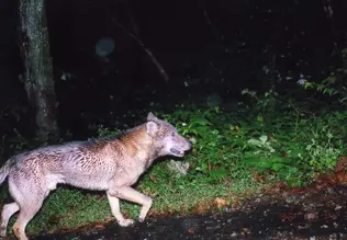 One of Hiroshi Yagi's photos