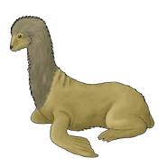 Male long necked seal