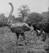 A 20th Century reconstruction of a Moa hunt.