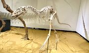 Tarbosaurus