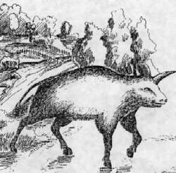 Camahuet