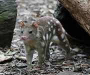 Tiger Quoll