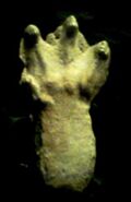 Footprint cast of a Honey Island Swamp Monster