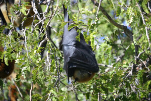 Madagascan Flying Fox Batnap