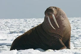 Pacific Walrus - Bull (8247646168) cropped