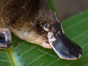 Platypus Cryptid Wiki Fandom