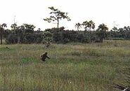 Skunk-ape-photo.jpg (13 KB)