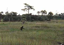 A supposed photo of a skunk ape.
