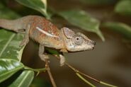 The Hanang hornless chameleon (Kinyongia uthmoelleri), the identity of the Oldeani Monster
