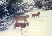 Photograph of a cougar, taken in Maine 1993.
