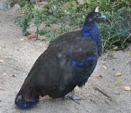 Afropavo congensis qtl2