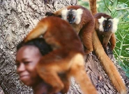 Lemu.jpg (53 KB) A photo of a Red Ruffed Lemur, could the Tokoloshe be a species of a Lemur?