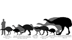 Moa Cryptid Wiki Fandom Moa Cryptid Wiki Fandom