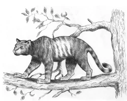 Illustration of the tshenkutshen by Philippe Coudray.