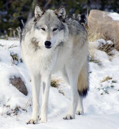 Canis lupus occidentalis