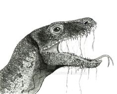 Komodo Dragon