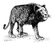 Marozi Profile (Crypid).jpg (42 KB)