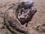 Aberdeen Carcass2.jpg (32 KB) The head of the creature (note the features that are unlike a whale)