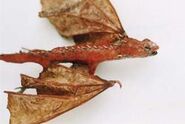 Red Dragon (364×257mm) Found in Birkenhead, Wales in 1999.