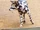Animal from Karen Hills