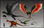 Dragon speculative biology
