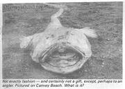 The image of the actual carcass