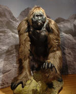 A Gigantopithecus model from the AMNH