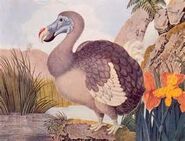 Sketch of a Dodo