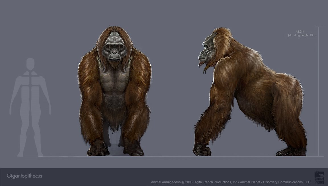 gigantopithecus vs bigfoot