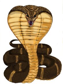 King Cobra