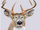 Not Deer