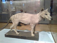 Stuffed specimen in Madrid