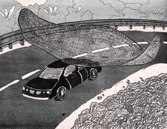 Flying Ray.jpg
