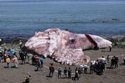 Giantsquid