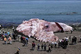 Giantsquid