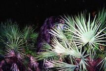 The First Photo of the Skunk Ape