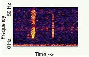 A spectrogram of the sound