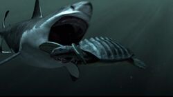 The Legendary Black Demon Shark of Mexico - AZ Animals