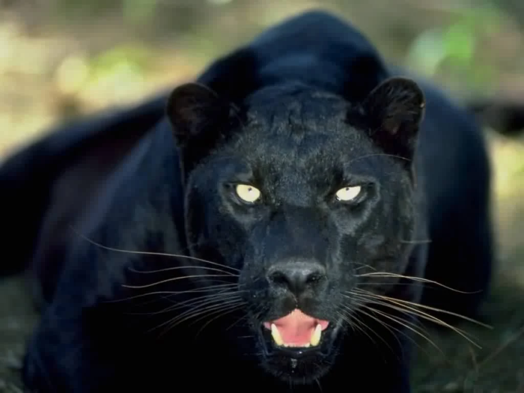 Appalachian Black Panther | Cryptozoology Wiki | Fandom
