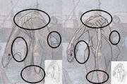A comparison of a Basking Shark and a plesiosaur