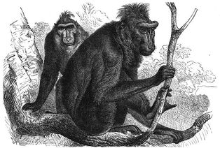 Orang-Pendek.jpg